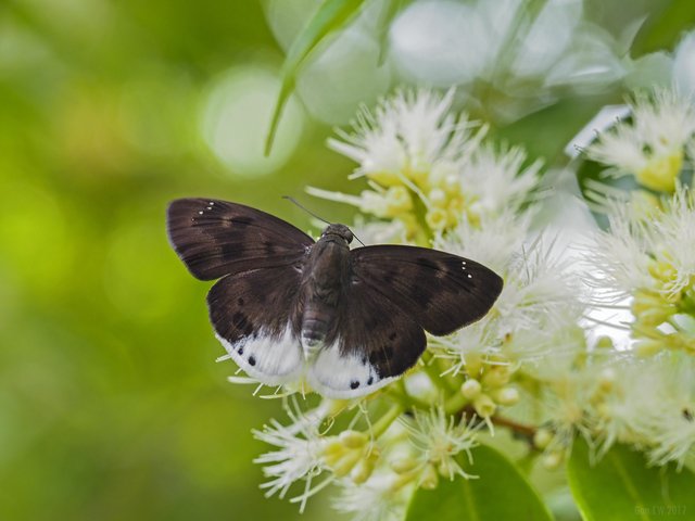 Tagiades gana gana • © Gan Cheong Weei • CC BY-NC 4.0