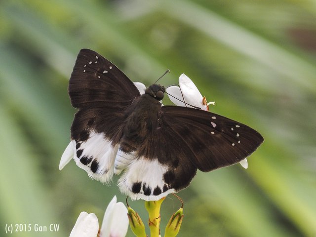 Tagiades ultra • © Gan Cheong Weei • CC BY-NC 4.0