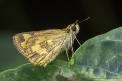 Taractrocera archias quinta