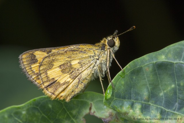 Taractrocera archias quinta • © Marcus Ng Fu Chuan • CC BY-NC-ND 4.0
