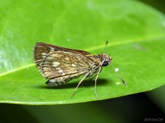 Taractrocera ardonia sumatrensis