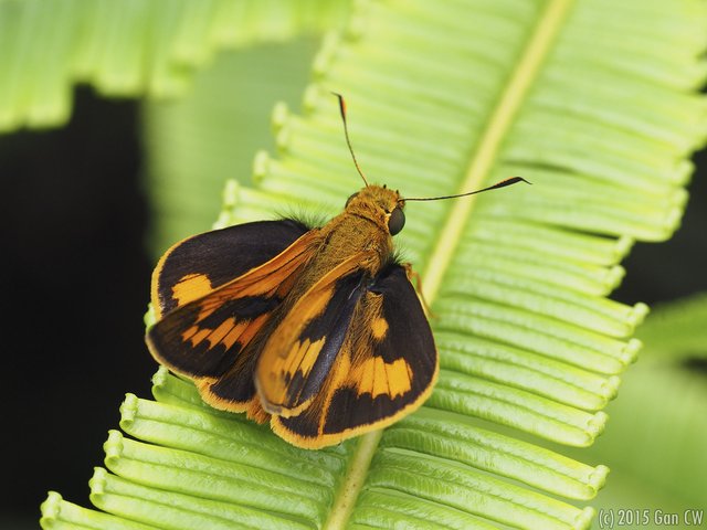 Telicota augias augias • © Gan Cheong Weei • CC BY-NC 4.0