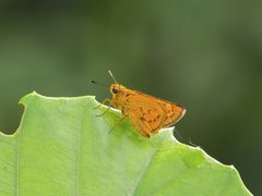 Telicota besta bina