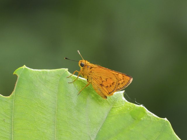 Telicota besta bina • © Gan Cheong Weei • CC BY-NC 4.0