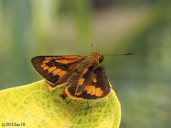 Telicota linna