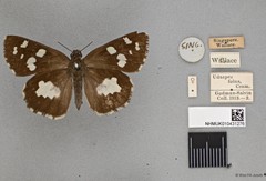 Udaspes folus
