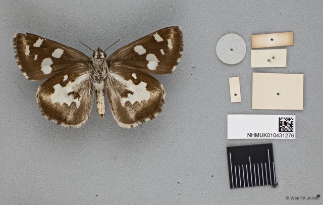 Udaspes folus