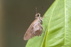 Unkana ambasa batara