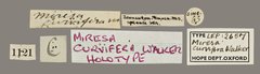 Idonauton apicalis • All Rights Reserved Museum Label