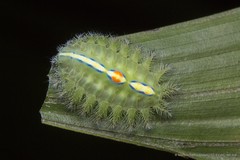 Thosea vetusta