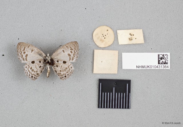 Acytolepis puspa lambi