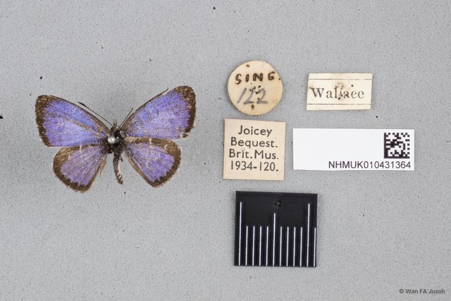Acytolepis puspa lambi