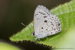 Acytolepis puspa lambi