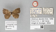 Allotinus davidis Eliot, 1959