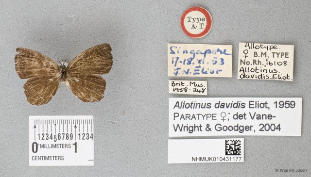 Allotinus davidis • © Wan FA Jusoh • All Rights Reserved
