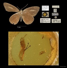Allotinus horsfieldi • © Ang Yuchen • All Rights Reserved