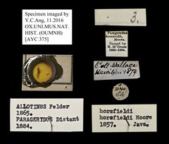 Allotinus horsfieldi • All Rights Reserved Museum Label