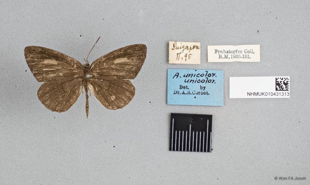 Allotinus unicolor unicolor