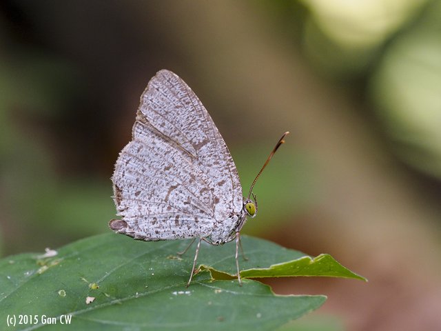 Allotinus unicolor unicolor • © Gan Cheong Weei • CC BY-NC 4.0