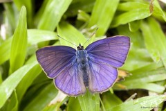 Anthene emolus goberus