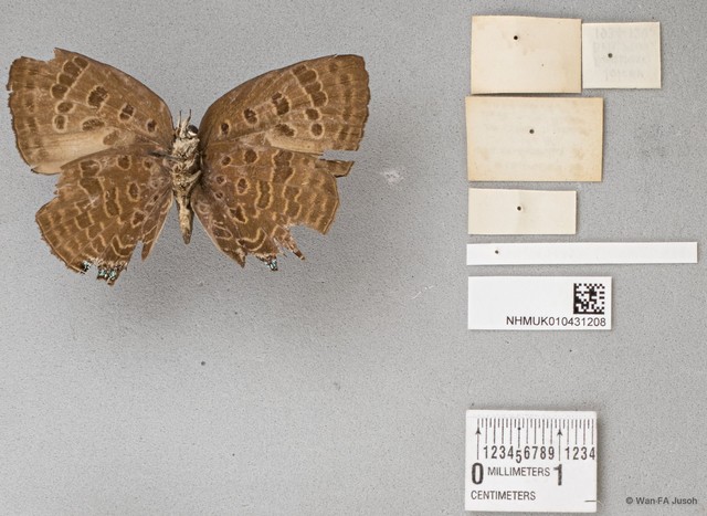 Arhopala sp. "cf. adorea"