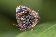 Arhopala abseus