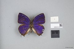 Arhopala silhetensis adorea