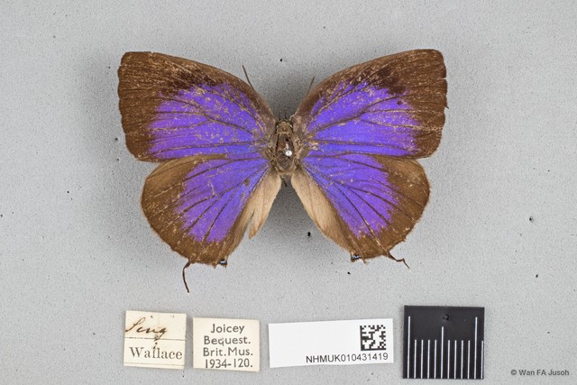 Arhopala aedias agnis