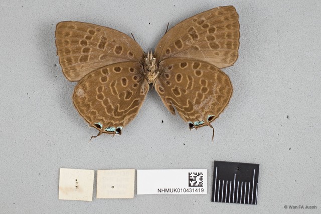 Arhopala aedias agnis