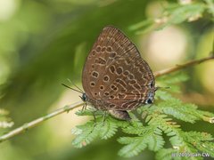 Arhopala aedias agnis • © Gan Cheong Weei • CC BY-NC 4.0
