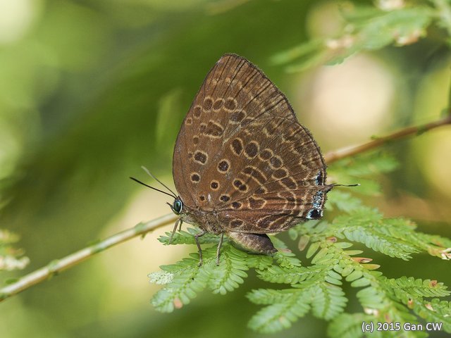 Arhopala aedias agnis • © Gan Cheong Weei • CC BY-NC 4.0