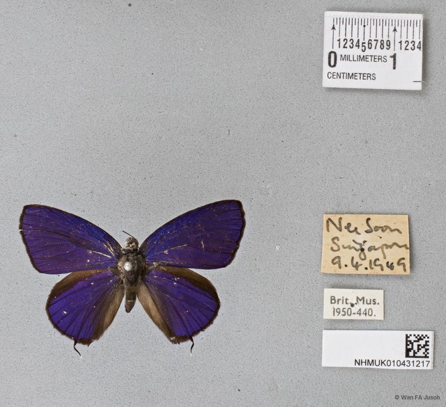 Arhopala agrata