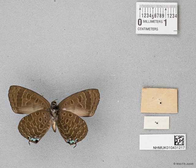 Arhopala agrata