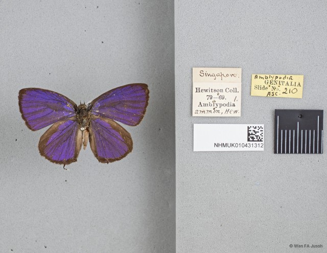 Arhopala ammon
