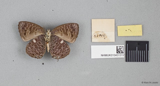 Arhopala ammon