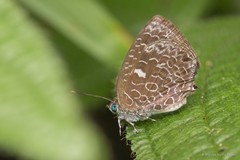 Arhopala ammon • © Marcus Ng Fu Chuan • All Rights Reserved