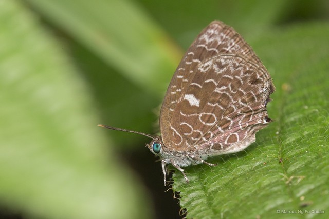 Arhopala ammon • © Marcus Ng Fu Chuan • All Rights Reserved