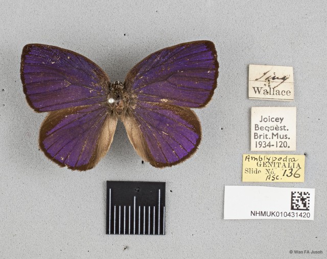 Arhopala amphimuta