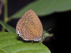 Arhopala amphimuta • © Gan Cheong Weei • CC BY-NC 4.0