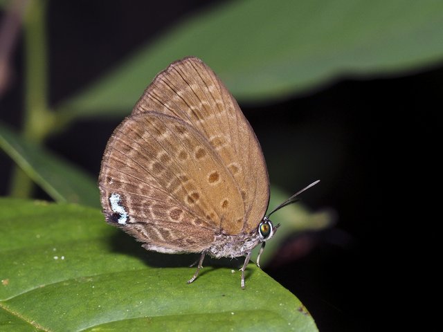 Arhopala amphimuta • © Gan Cheong Weei • CC BY-NC 4.0