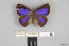 Arhopala corinda • © Wan FA Jusoh • All Rights Reserved