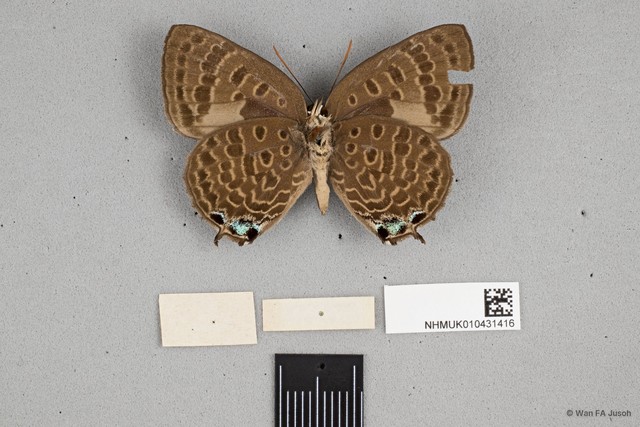 Arhopala corinda