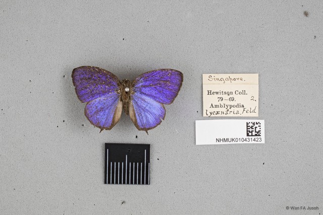 Arhopala democritus