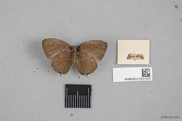 Arhopala democritus