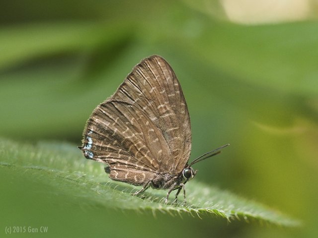 Arhopala democritus • © Gan Cheong Weei • CC BY-NC 4.0