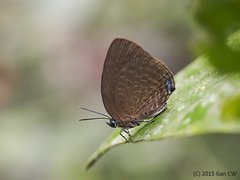 Arhopala epimuta epiala