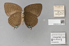 Arhopala atosia jahara • © Wan FA Jusoh • All Rights Reserved