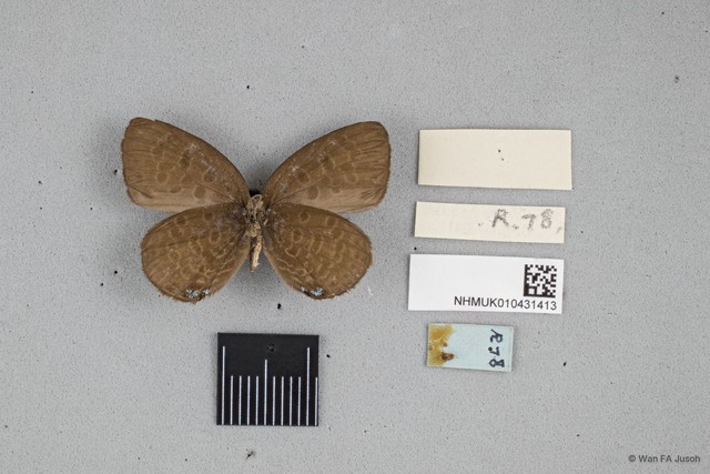 Arhopala kurzi