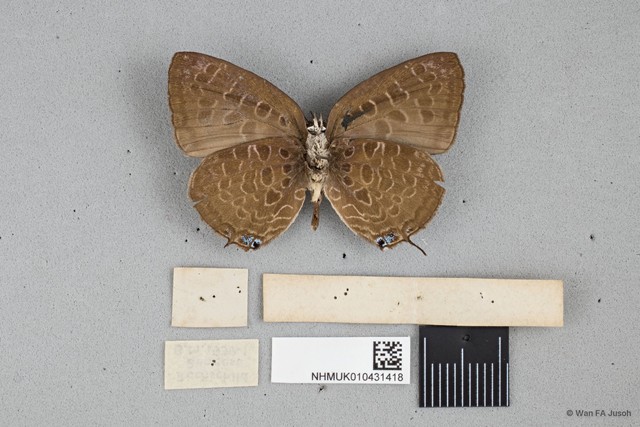 Arhopala myrzala lammas