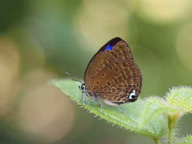 Arhopala major major • © Gan Cheong Weei • CC BY-NC 4.0